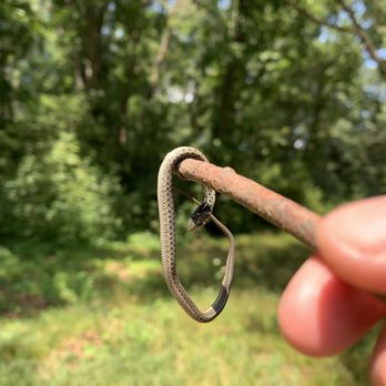 Cat Rock Park - A little dead snake found while walking through Cat Rock. Lots of interesting critters if you look out for them. - Dog Parks Near Me - Weston, Massachusetts