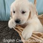 Photo of Illinipups