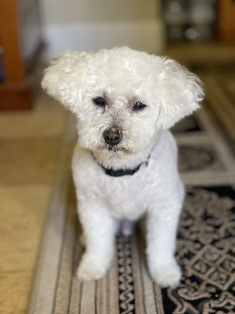 DOG MAH BOUTIQUE BARKERY AND SPA 211 Photos & 146 Reviews 522A