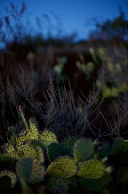 PACIFIC RIDGE TRAILHEAD - Updated December 2024 - 125 Photos & 39 ...