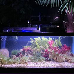 Aquarium Adventure - seaweed