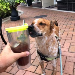 Breaking Wave Coffee - Cold brew from Breaking Wave Coffee; Taz, post-croissant bliss.