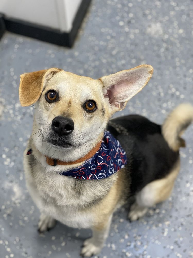 HYDRODOG Updated July 2024 44 Photos Frederick, Maryland Pet