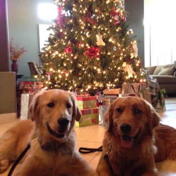 PAWsome Pet Sitter - My two golden retriever dogs that Valentina takes great care of. - Pet Sitting Near Me PAWsome Pet Sitter - My two golden retriever dogs that Valentina takes great care of. - Pet Sitting Near Me