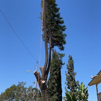 Avina Tree Service - During - Tree Services Near Me