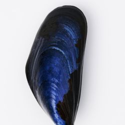 Penn Cove Shellfish