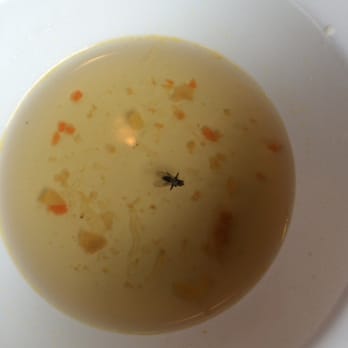 Pho Tai - Fly in our food! SICK! - Vietnamese Near Me - Tacoma, Washington Pho Tai - Fly in our food! SICK! - Vietnamese Near Me - Tacoma, Washington