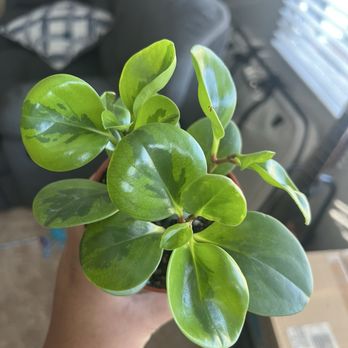 Beyond the Leaf - Peperomia - Home Decor Near Me - Castro Valley, California