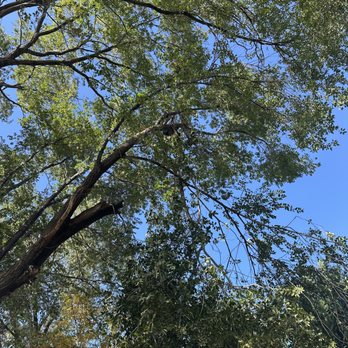 Monsoor Services - Tree Services Near Me Monsoor Services - Tree Services Near Me