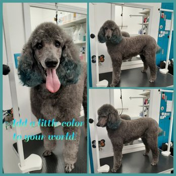 Camp Julsby Grooming Service - Want the coolest pooch on the block? We offer pet safe permanent color accents for your pup in addition to our full grooming services. - Pet Groomers Near Me - Blue Jay, California Camp Julsby Grooming Service - Want the coolest pooch on the block? We offer pet safe permanent color accents for your pup in addition to our full grooming services. - Pet Groomers Near Me - Blue Jay, California