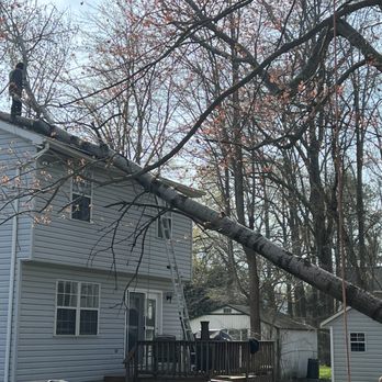 Cardoza Site Solutions - Emergency service offered for tree that has fallen on house. - Tree Services Near Me