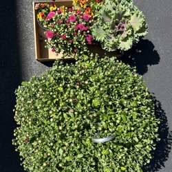 Deerfield Greenhouse & Floral