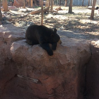 Bearizona - Zoos Near Me - Williams, Arizona