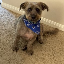 Cedric smiling after his spa-grooming experience Cedric smiling after his spa-grooming experience