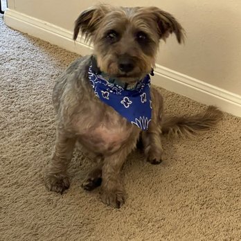 Jenny Sue's Pet Grooming - Cedric smiling after his spa-grooming experience - Pet Groomers Near Me - Conroe, Texas Jenny Sue's Pet Grooming - Cedric smiling after his spa-grooming experience - Pet Groomers Near Me - Conroe, Texas