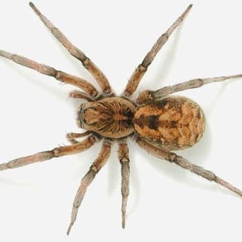 Croach - Spider Exterminator - Pest Control Near Me - Mukilteo, Washington Croach - Spider Exterminator - Pest Control Near Me - Mukilteo, Washington