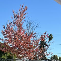 Vintage High School - Who says we don't have change of seasons? Spicy colors!