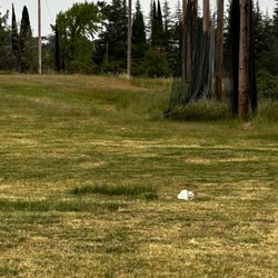 Home On the Range - Whitey . The Ferrell white cat offspring of the legendary big white cat named "the white ghost "