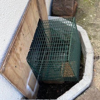 Ashe Animal Control - Wildlife Control Near Me