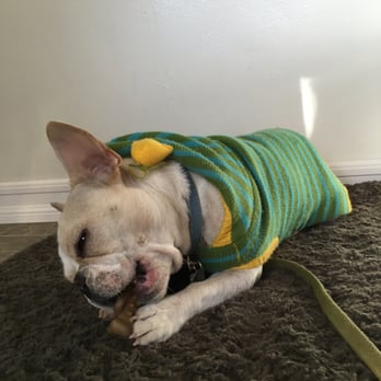 OC Dog Ranch - Luna enjoying a chewy toy in her cozy sweater at the ranch - Pet Training Near Me