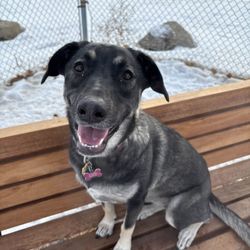 Airdrie Puppy Pals - Fun at the dog park! Airdrie Puppy Pals is adjacent to a 5 acre off-leash dog park.