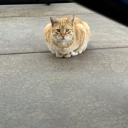 El Monte Educational Center - Rio Hondo College - Cat on campus