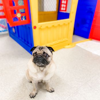 Preppy Pet - Pet Boarding Near Me - Naples, Florida Preppy Pet - Pet Boarding Near Me - Naples, Florida
