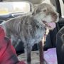 Photo of Dog World Daycare & Behavior Center