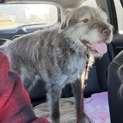 Dog World Daycare & Behavior Center - Happy boy!