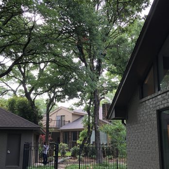 Hernandez Tree Experts - Guys up in the tree and on the ground working to take a large oak down - Tree Services Near Me