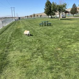 This is my dog inspecting the new park This is my dog inspecting the new park