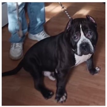 Cobra Canine University - Pet Training Near Me Cobra Canine University - Pet Training Near Me