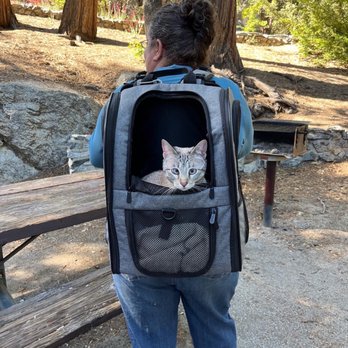 The Cat Doctor - Happily on her outdoor adventures from the safety of her cocoon and NOT the vet carrier - Veterinarians Near Me - Ventura, California The Cat Doctor - Happily on her outdoor adventures from the safety of her cocoon and NOT the vet carrier - Veterinarians Near Me - Ventura, California