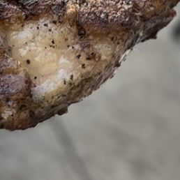 Lamb Chops