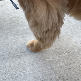 A close-up image showing a dog's furry leg and paw resting on a concrete ground, with part of a collar visible.