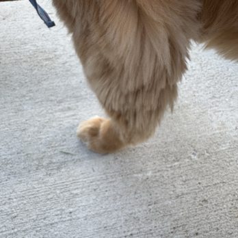 PetSmart - A close-up image showing a dog's furry leg and paw resting on a concrete ground, with part of a collar visible. - Pet Training Near Me - Frederick, Maryland