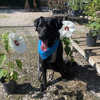 Rainbow Gardens - Look at these beauties Winston can not wait to take them home!! - Nurseries & Gardening Near Me - San Antonio, Texas Rainbow Gardens - Look at these beauties Winston can not wait to take them home!! - Nurseries & Gardening Near Me - San Antonio, Texas
