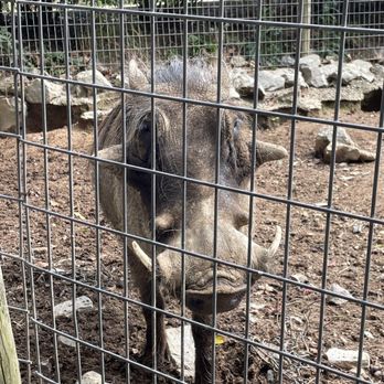 Creation Kingdom Zoo - Warthog - Zoos Near Me - Gate City, Virginia Creation Kingdom Zoo - Warthog - Zoos Near Me - Gate City, Virginia