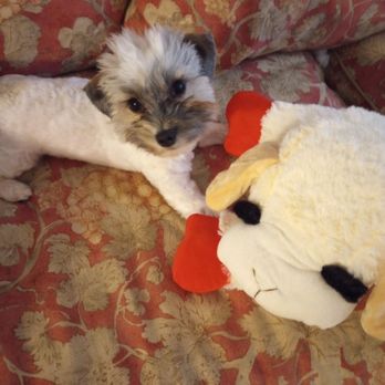 Slade Veterinary Hospital - Hubble & his Lambchop - Veterinarians Near Me - Framingham, Massachusetts Slade Veterinary Hospital - Hubble & his Lambchop - Veterinarians Near Me - Framingham, Massachusetts