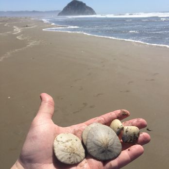 Morro Strand State Beach - Beaches Near Me