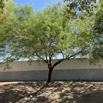 High Desert Tree Service & Landscaping - After - Landscaping Near Me High Desert Tree Service & Landscaping - After - Landscaping Near Me