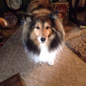Beba’s Spaw Mobile Pet Grooming - Bailey after his first grooming - Pet Groomers Near Me