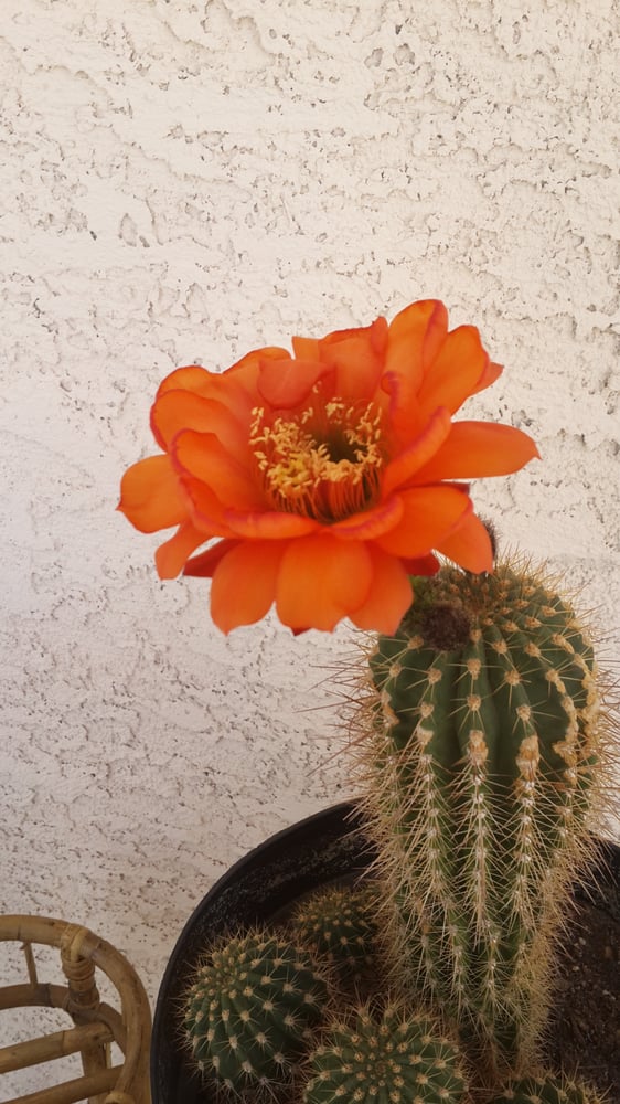 Women's Divorce Clinic - divorce attorney in North Las Vegas, NV