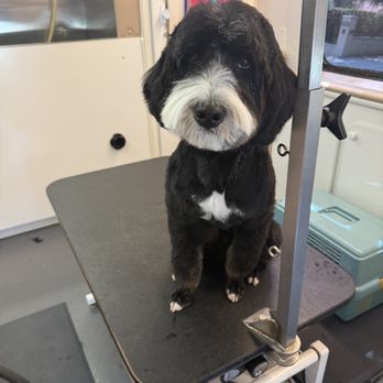 Roses Pampered Pets - We love our Doodles! - Pet Groomers Near Me Roses Pampered Pets - We love our Doodles! - Pet Groomers Near Me