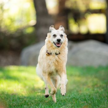 BMAC Pet Photography - Old Poway Park - Pet Photography Near Me BMAC Pet Photography - Old Poway Park - Pet Photography Near Me