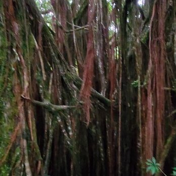 Akaka Falls State Park - Parks Near Me - Honomu, Hawaii Akaka Falls State Park - Parks Near Me - Honomu, Hawaii