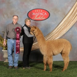 Cabin View Alpacas - Owners at a show.