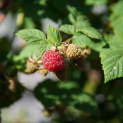 U Pick - Thorn-less fresh raspberry picking