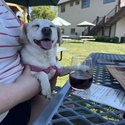 Crooked Tree Vineyard - Pup friendly!