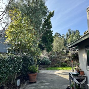 Hernandez Tree Service - After trimming back to the fence. - Tree Services Near Me - Castro Valley, California
